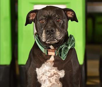 dog posing for employee photo